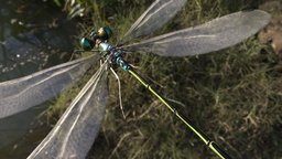 Lowpoly_Dragonfly,Lestes sponsa insect, bug, dragonfly, unity, unity3d, lestes-sponsa