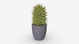 Cactus tall in pot green, plant, pot, flower, garden, cactus, growth, natural, potted, table, leaf, botany, grow, nature, succulent, botanic, houseplant, 3d, pbr