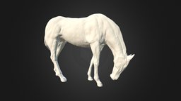 Horse modelled in ZBrush anatomy, animals, dtm, pets, riding, anglesey, horse