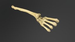 Bone bone, forearm, photoscan-photogrammetry, photogrammetry-historical, photogrammetry, 3d, scan