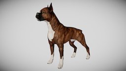 Boxer Dog dog, pet, realtime, mammal, puppy, boxer, canine, game, pbr, gameready