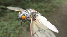 Ayuthia Spectabilis insect, cicada