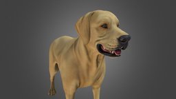 high detailed dog dog, high, pet, quality, dogs, high-quality, high-resolution, high-detailed, high-detail, high-quality-3d-model
