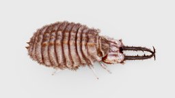 3rd instar larva of Palpares libelluloides insect, larva, antlion