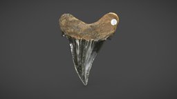 Fossil Megalodon Shark Tooth fossil, shark-tooth, 3dscan, megalodon-tooth