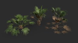 Modular Needle Palm Tree tree, green, plant, forest, lod, tropical, palm, mississippi, florida, america, vegetation, props, bush, needle, game-ready, swamp, ue4, unrealengine, game-asset, environment-assets, collider, unity, unity3d, asset, game, environment, subtropical, ue5, humide