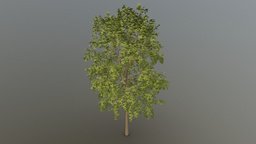Oak Tree trees, tree, treehouse, treebuild, blender-3d, blender3dmodel
