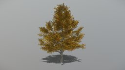 Maple 1 (Animated Tree) trees, tree, plant, plants, maple, vegetation, foliage, nature, 3d, blender, blender3d, model, animated, environment, noai