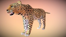 Leopard cat, big, african, spots, lion, leopard, spotted
