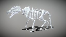 Wolf Skeleton skeleton, dog, bone, dead, coyote, canine, wolves, skull, monster, wolf