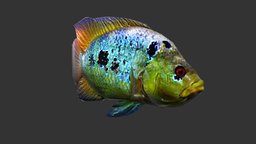 Rainbow Cichlid fish, fishing, river, animals, lake, ocean, sealife, seafood, oceanlife, lakelife, riverlife, underater, rainbow-cichlid, lowpoly, animal, animated, sea, boat