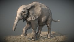 African Elephant calf sculpt sculpt, elephant, cute, calf, zbrush, wildlife-animal