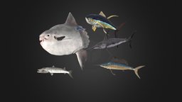Sea fish pack fish, flying, ocean, yellow, barracuda, tuna, sailfish, swordfish, sunfish, moonfish, sea