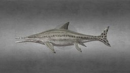 Platypterygius australis marine, queensland, museum, fossil, reptile, cretaceous, dinosaur, icthyosaur