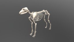 Dog Skeleton body, skeleton, anatomy, canine, animal