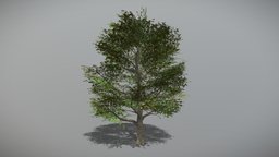 Oak 1 (Animated Tree) trees, tree, plant, plants, oak, vegetation, foliage, nature, 3d, blender, blender3d, model, animated, environment, noai
