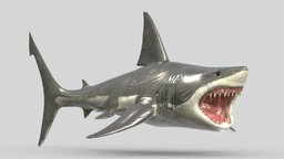 Great White Shark Low Poly Realistic shark, marine, fish, white, high, big, predator, ocean, vr, ar, great, realistic, surf, morphing, carcharodon, carcharias, asset, game, 3d, low, poly, model, creature, animal, sea