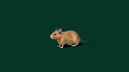 Common Degu (Lowpoly) rat, cute, mouse, pet, animals, ar, 4k, degu, rodents, pbr, lowpoly, gameasset, creature, animation, gameready, nyilonelycompany, noai, common_degu, octodontidae, domestic_pet, dewu