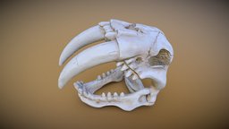 Sabretooth Skull skeleton, tiger, bone, teeth, jacket, cave, fossil, caveman, sabretooth, photogrammetry, skull, 3dscan, dinosaur, fletchtech