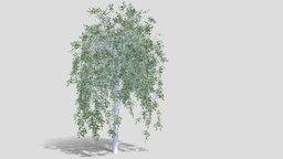 Birch tree background tree, leaf, branch, bark, background, birch, birchbark, trank, 3d, model, sketchfab, leaves, download