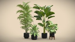 Indoor Plants Pack 54 pot, tropical, palm, indoor, exotic, potted, ceramic, palmtree, lutea, chamaedorea, interior, calathea, aglaonema, orbifolia, seifrizii