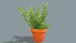 Rosemary plant plant, plants, herb, kitchen, rosemary, herbs, game-ready-asset, 3dscan, kitchen-herbs, rosemary-plant, herb-plant