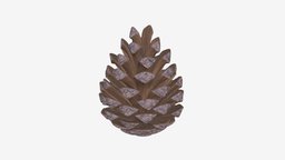 Pine Cone pine, cone, christmas, decor, real, nature, conifer, wood, decoration