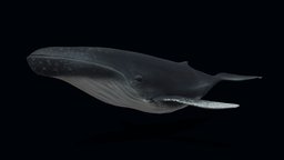 Game-ready Humpback Whale creatures, ocean, virtualreality, whale, humpback, efficient, lowpoly, animal, gameready