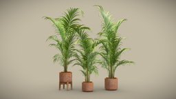 Dypsis Lutescens Set 03 pot, tropical, palm, pack, indoor, exotic, potted, yellow, cane, palmtree, dypsis, lutescens, interior