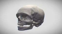 Skull: Human Infant anatomy, cranium, child, sketch, young, minor, infant, nascent, neonate, blender, blender3d, skull, zbrush, human, pediactric, bairn