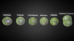 Mitosis 3d animation biology, mitosis, max, chromosome, 3ds, human, meiosis