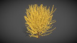 LS12 Forsythia (Forsythia) tree, landscape, forest, flower, garden, unreal, flowers, shrub, fbx, midpoly, nature, hedge, landscaping, game-assets, yellow-flower, unity, blender, free, download, highpoly, environment, forsythia, nature-assets