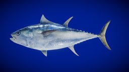 Bluefin_Tuna fish, tuna, chordata, tunafish, animalia, lowpoly, thunnus, thynnus