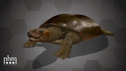 Arrau Turtle (NHMW-Zoo-HS 1315) turtle, 3dscanning, artec, museum, vienna, wien, 3dscan, artecleo, nhmw, naturhistorisches, nhmtop100, arrauturtle