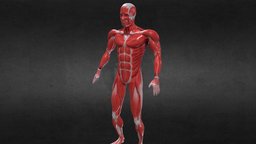Breathing Idle Animation Anatomy Muscle RIGED body, skeleton, anatomy, system, rigging, muscle, muscles, rig, medicine, breathing, anatomical, skeletal, tendon, idle, tendons, animation, medical, human, rigged