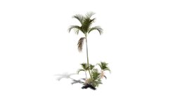 Realistic HD Butterfly palm (59/62) trees, tree, plant, forest, plants, africa, palm, outdoor, foliage, nature