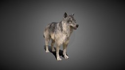 Furry Wolf beast, rpg, forest, games, people, wolverine, fur, furry, game, animal, animation, wolf