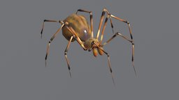 Spider spider, spider-animation