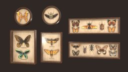 Entomological pictures insect, frame, biology, bug, beetle, laboratory, butterfly, aaa, picture, realistic, science, pictures, insects, realism, pictureframe, ue4, unrealengine4, assetstore, botanical, entomology, aaa-game-model, unity, lowpoly, gameready