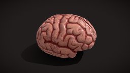 Human_Brain_FBX organ, brain, prop, body-parts