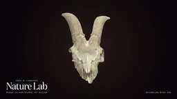 Goat cranium goat, anatomy, biology, cranium, risd, skull, bones