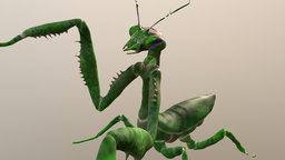 Praying Mantis insect, creatures, mantis, insects, praying, creature, monster