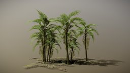 Tall Palm plant, tropical, palm, foliage, game-ready, game-asset, low-poly-model, environment