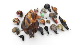 A collection of snails from around the world snail