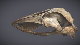 Minkie Whale Skull & Mandible heritage, nature, skeletons, whales