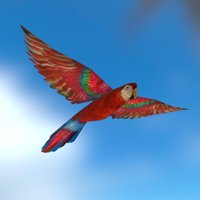 Parrot (Low poly 
