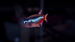 Neon Tetra fish, ocean, aquarium, neon, tank, swim, freshwater, aquarium-fish, blender, lowpoly, gameart, creature, sea, neon-tetra