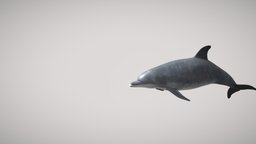 Bottlenose Dolphin underwater, dolphin, australia, bottlenose-dolphin, dolphin-animal-ocean-creatures-dolphin-cetacean, sea