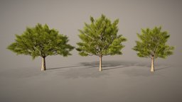 Tree Animate tree, speedtree, blender, gameasset
