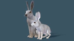 Hare Family rabbit, forest, cute, grey, wild, ears, noai, leveret